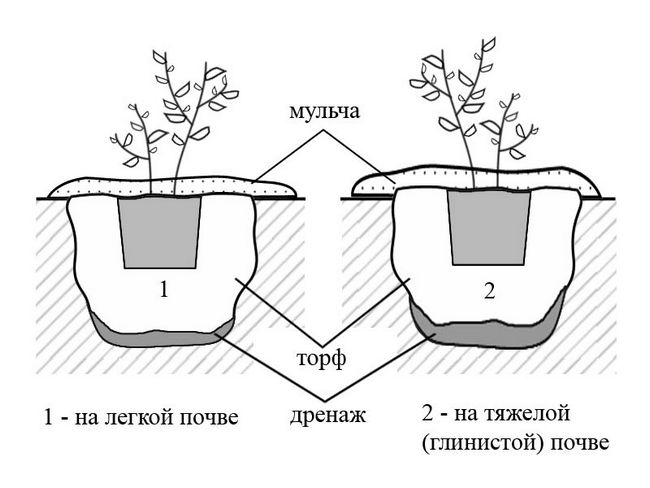 Лохина Спартан, посадка і догляд