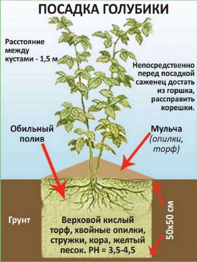 Лохина Спартан, посадка і догляд