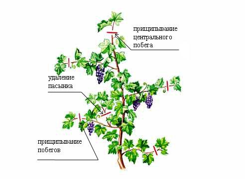 Амурський виноград, посадка і догляд