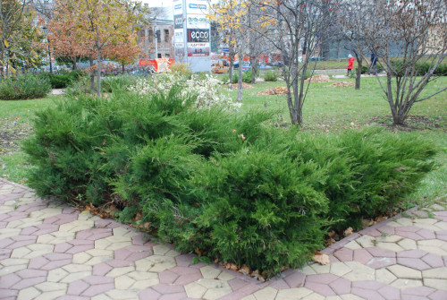 Ялівець китайський, посадка і догляд