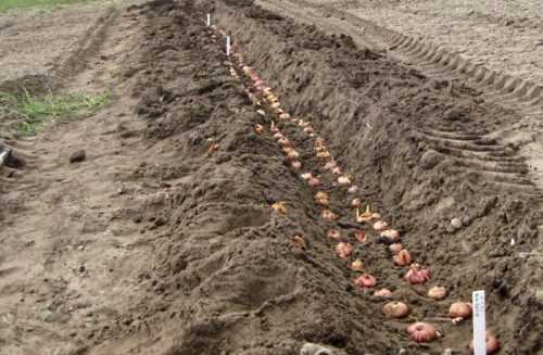 Ацидантера, посадка і догляд у відкритому грунті