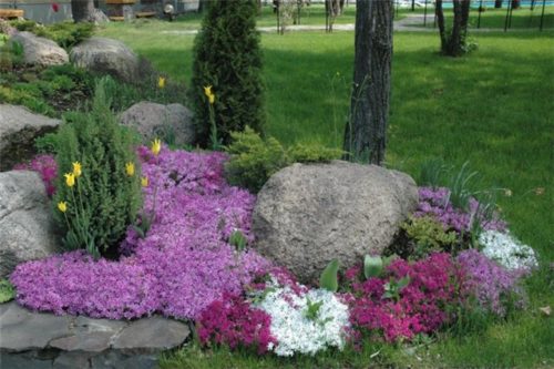 Флокси, посадка і догляд у відкритому грунті