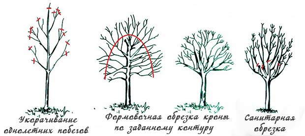 Кущ мигдалю, посадка і догляд в саду