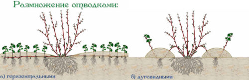 Кущ мигдалю, посадка і догляд в саду