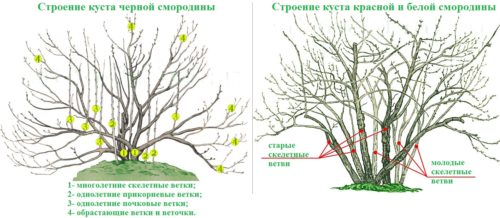 Біла смородина, посадка і догляд