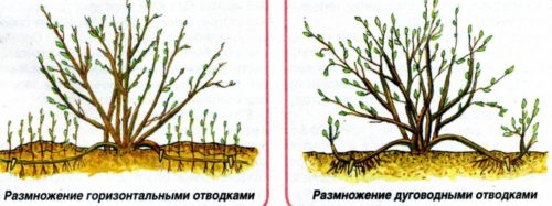 Гліцинія Блю мун, посадка і догляд