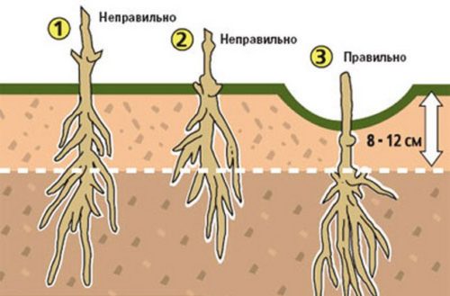 Клематис руж кардинал, посадка і догляд