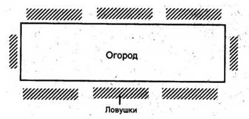 Як позбутися від капустянки