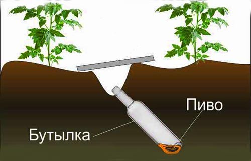 Як позбутися від капустянки