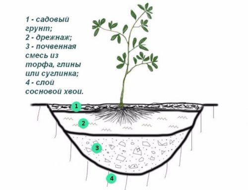 Азалія, посадка і догляд у відкритому грунті