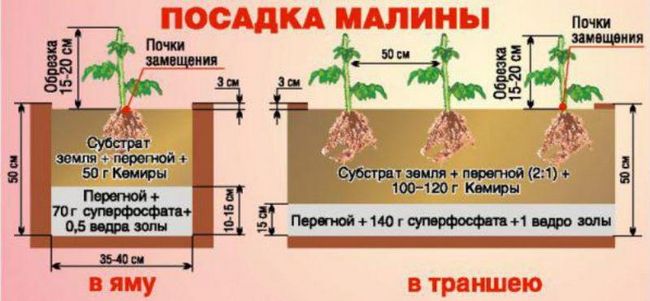 Малина Шапка Мономаха, посадка і догляд