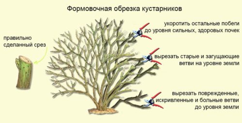 Кольквіція, посадка і догляд