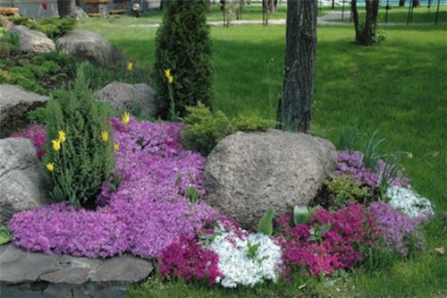 Лобелія багаторічна, посадка і догляд