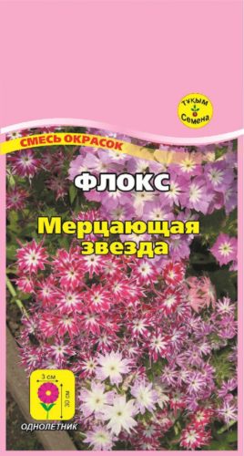 Флокси однорічні, посадка і догляд у відкритому грунті