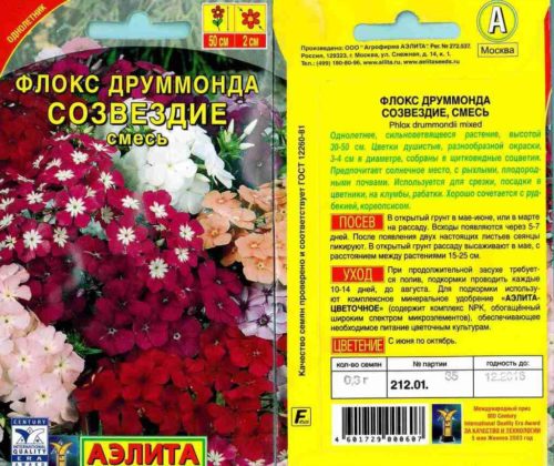 Флокси однорічні, посадка і догляд у відкритому грунті