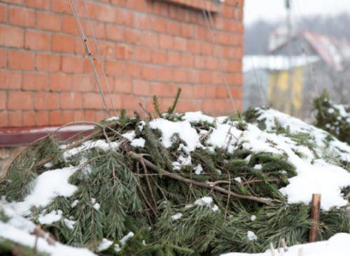 Гліцинія, посадка і догляд у відкритому грунті