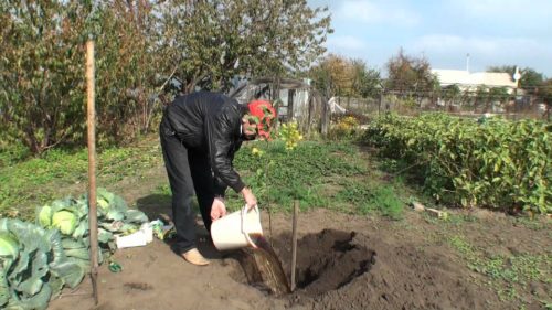 Унаби, посадка і догляд в середній смузі