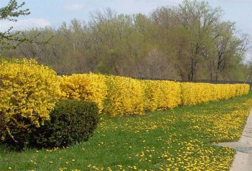 Чагарник форзиція, посадка і догляд