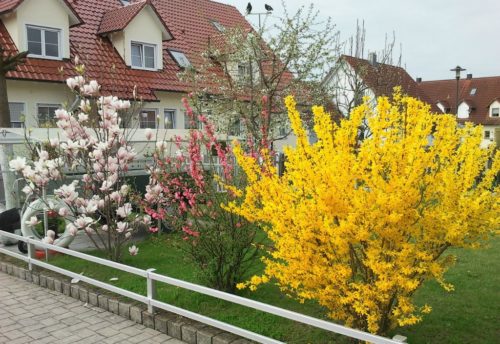 Чагарник форзиція, посадка і догляд