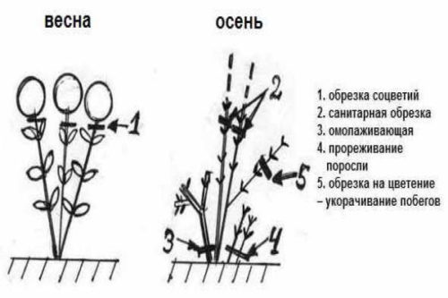 Гортензія деревоподібна Анабель, посадка і догляд