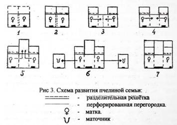 Двухматочное бджільництво: особливості змісту бджіл