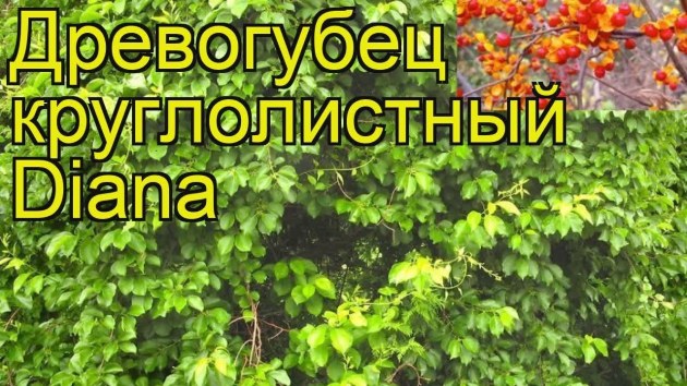 Древогубец лазить Діана, посадка догляд