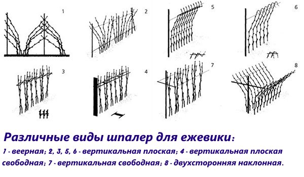 Ожина Торнлесс, посадка і догляд