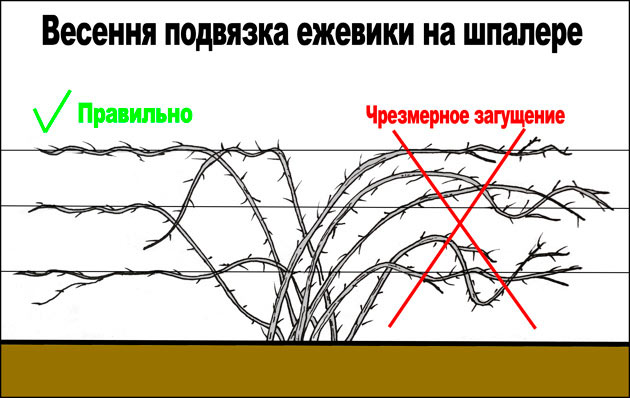 Ожина Торнлесс, посадка і догляд