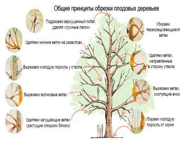 Черешня Чорний принц, посадка і догляд