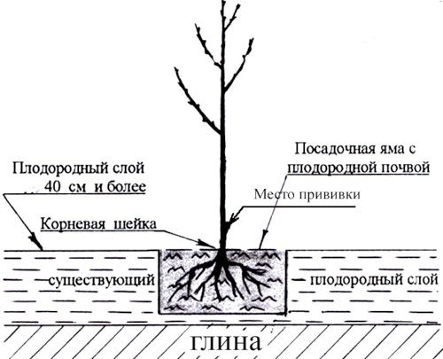 Черешня Іпуть, посадка і догляд