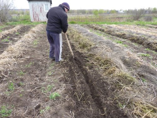 Фацелія, посадка і догляд у відкритому грунті