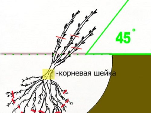 Рожева смородина, посадка і догляд