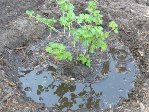 Рожева смородина, посадка і догляд