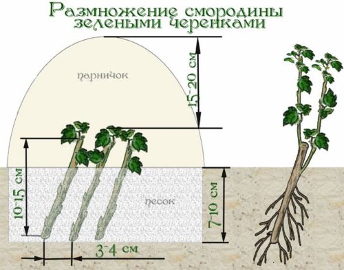 Рожева смородина, посадка і догляд