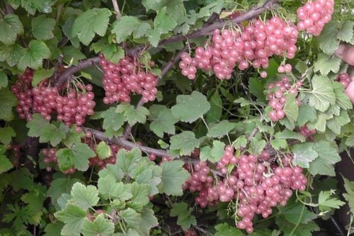 Рожева смородина, посадка і догляд