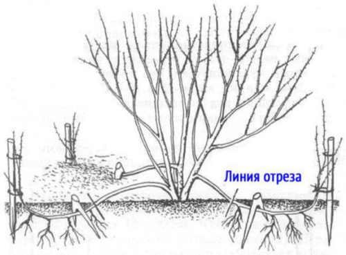 Спірея Дартс Ред, посадка і догляд