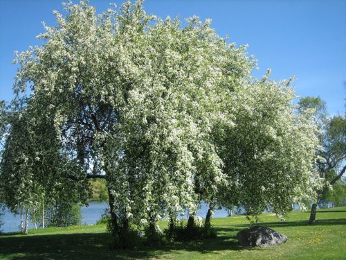 Черемуха, посадка і догляд