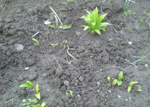 Посадка і догляд за ліліями восени