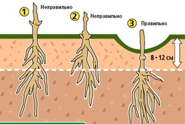 Клематис Ред Стар, посадка догляд