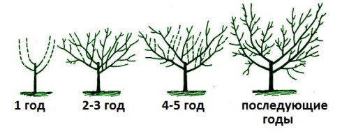 Як обрізати персик