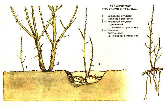 Слива цистит, посадка і догляд