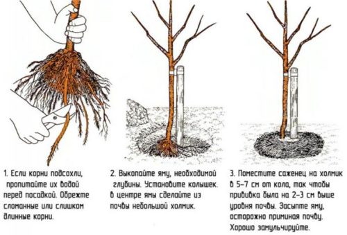 Нектарин, посадка і догляд