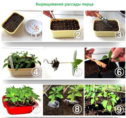 Розсада перцю, посадка і догляд