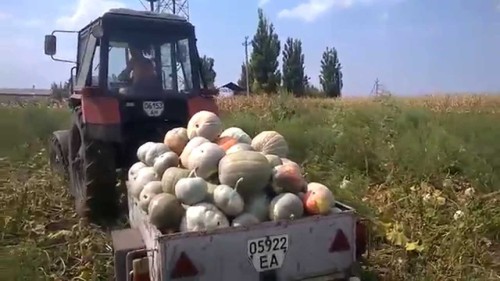 Гарбуз, посадка і догляд у відкритому грунті