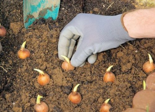 Крокуси восени, посадка і догляд