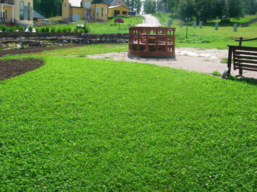 Конюшина біла повзучий, посадка і догляд