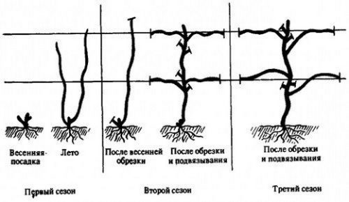 Як правильно обрізати виноград навесні для початківців, схема, фото