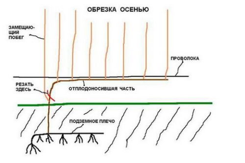 Як правильно обрізати виноград навесні для початківців, схема, фото