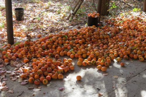 Хурма Росіянка, посадка і догляд