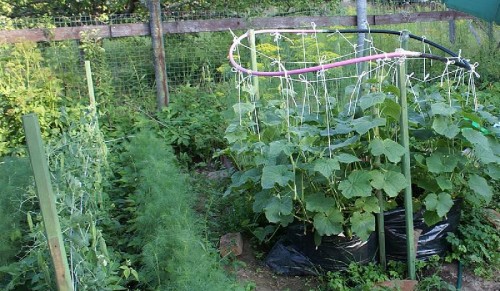 Шпалера для огірків своїми руками